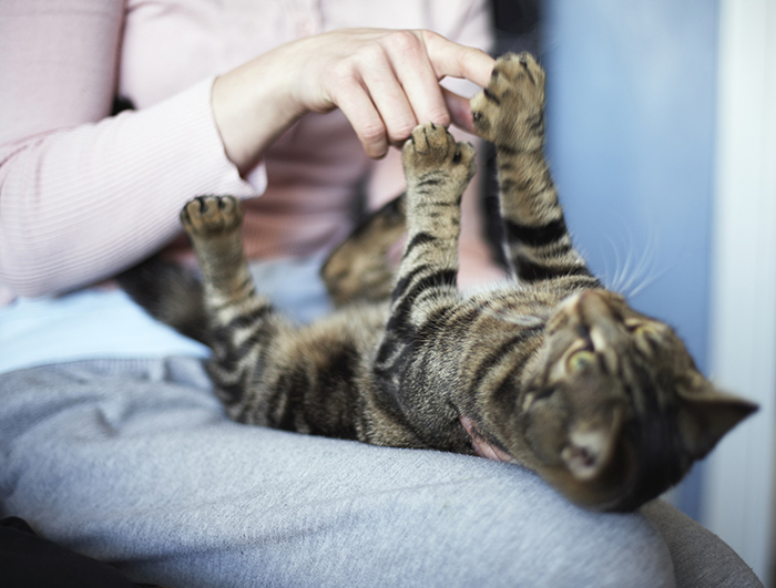 napustene_zivotinje_cijela1