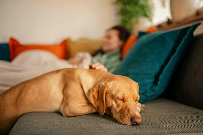 napustene_zivotinje_cijela2